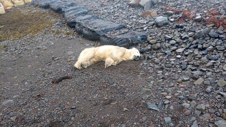 This handout photo shows a polar bear that was shot...