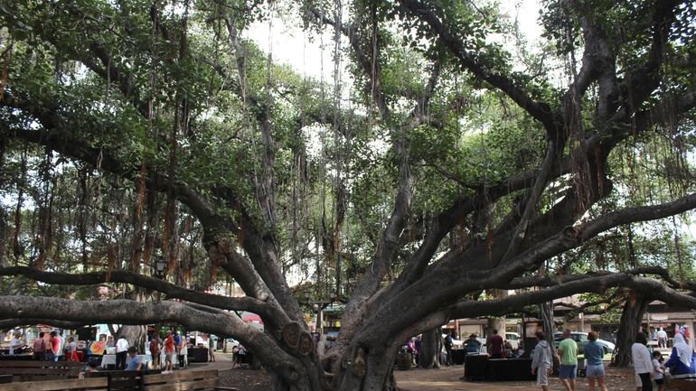 A banyan tree stands along Lahaina town's historic Front Street...