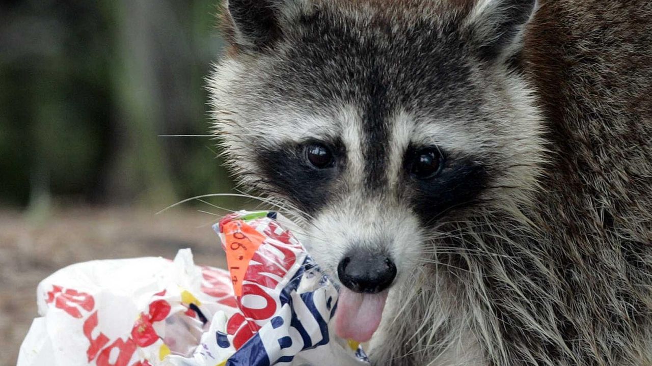 Preventing raccoon infestation 7 tips Newsday