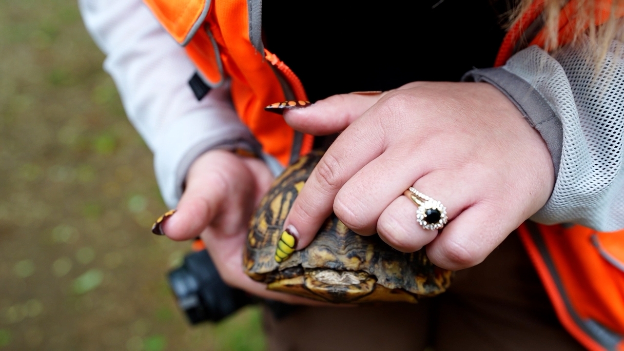Turtle-sniffing dogs searching LI for science