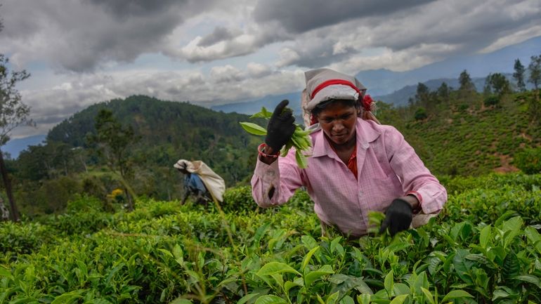 A woman tea plantation worker plucks tea leaves at an...