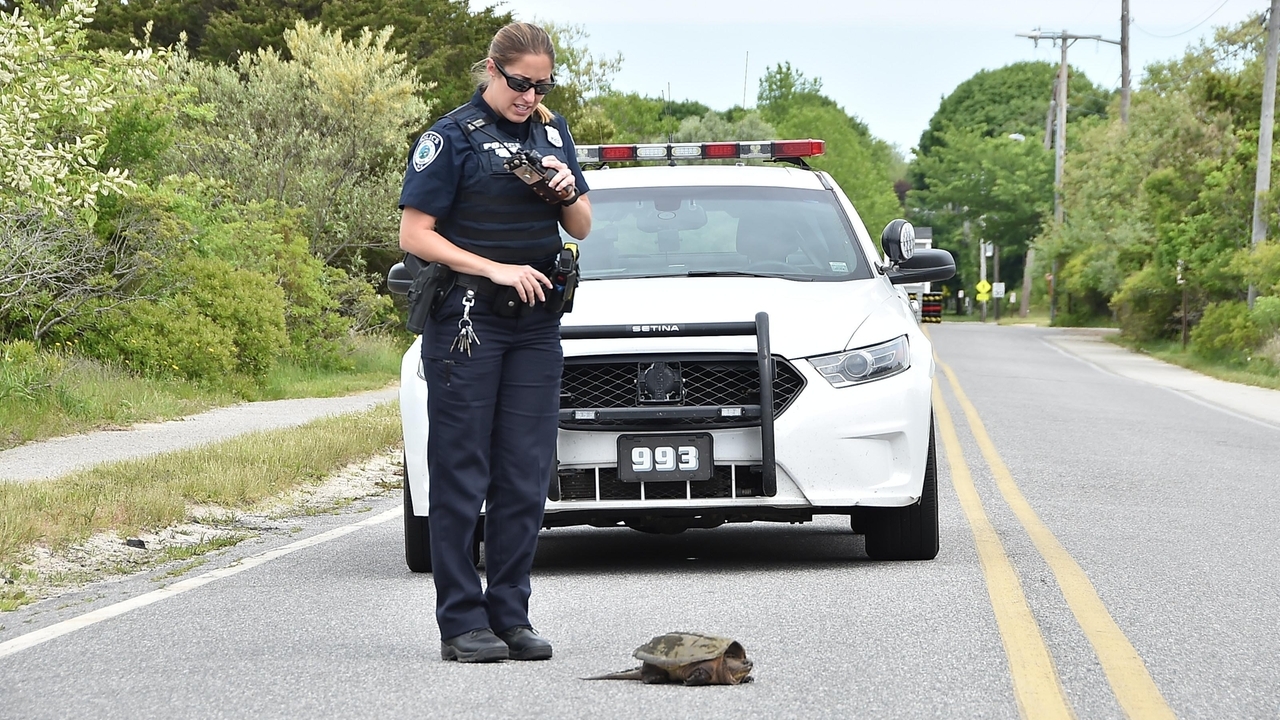State asks residents to give turtles a hand - Newsday