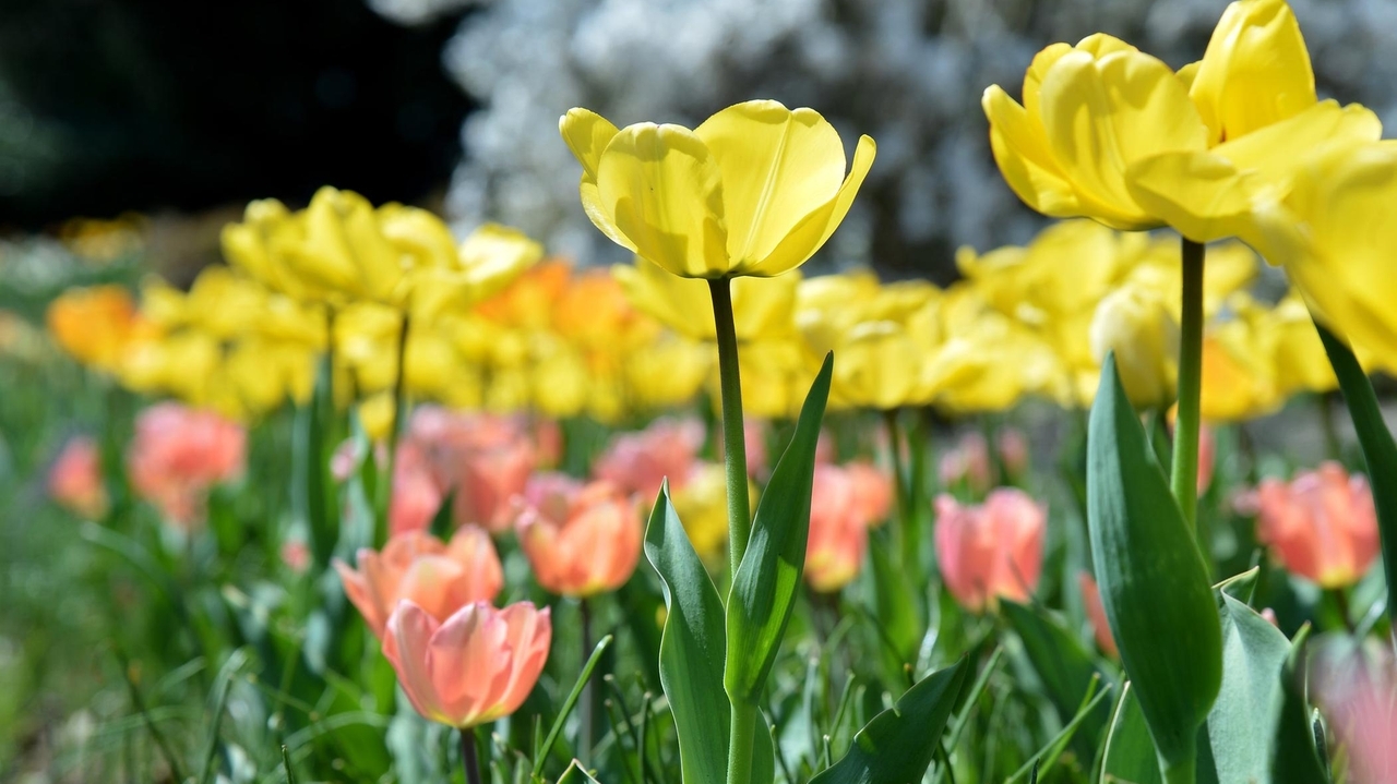 Explore Long Island's Botanical Gardens and Arboretums - Vimarsana News