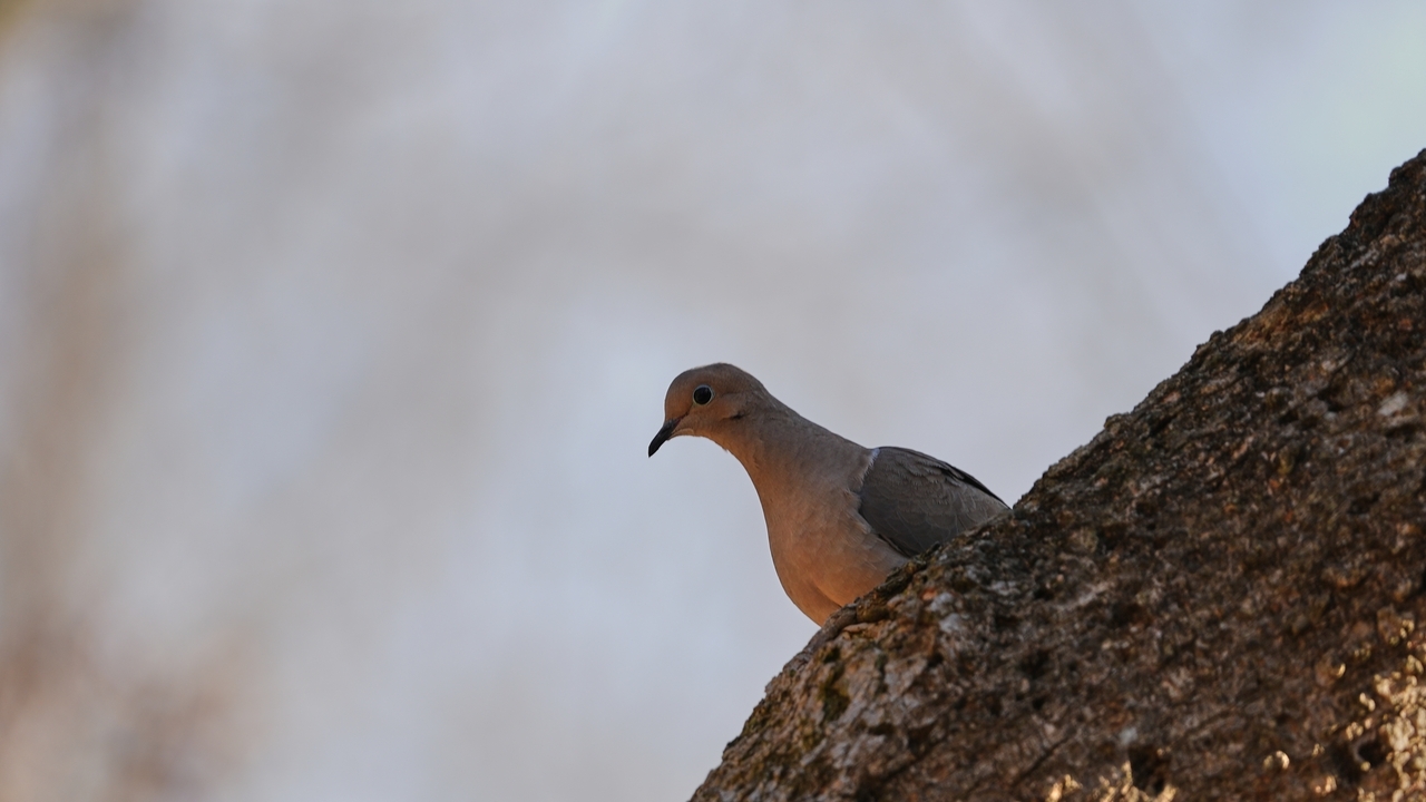 Shrinking North American bird population is getting worse faster. Experts blame agriculture, warming