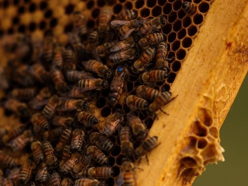 Island beekeepers stung by fear of imported bees - Victoria Times