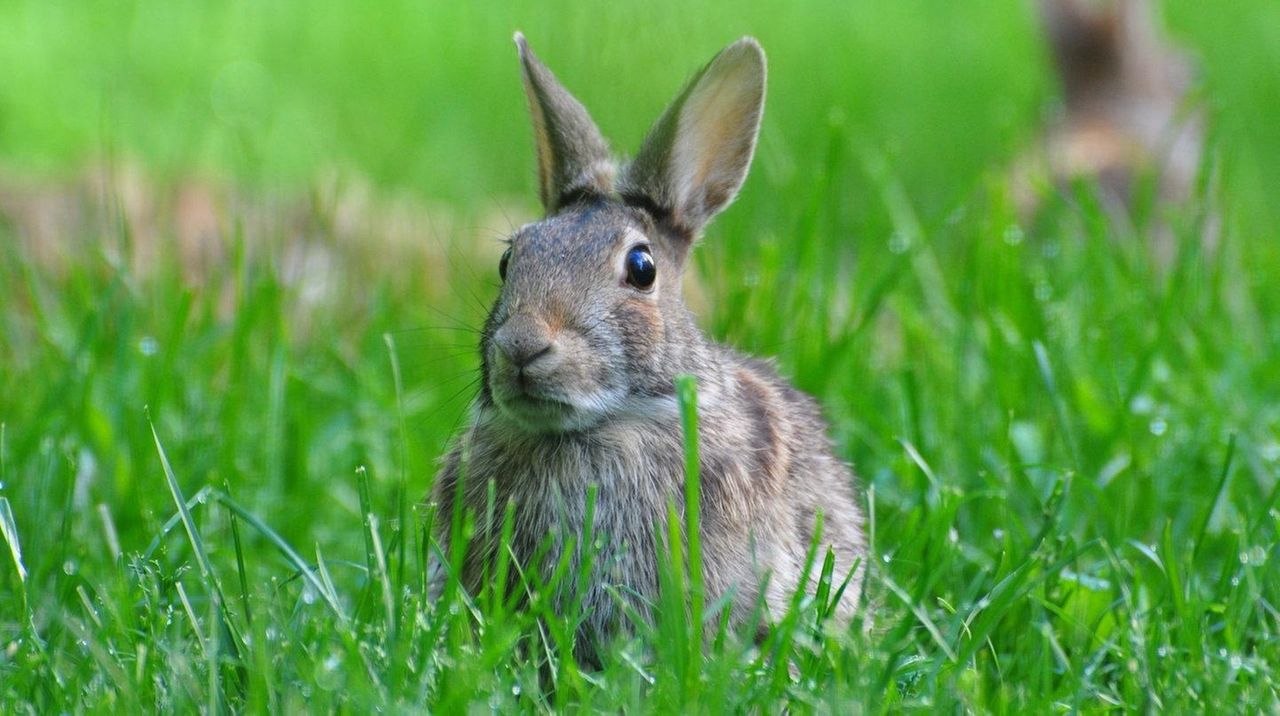 How to help dog afraid of walking on tile floor Newsday