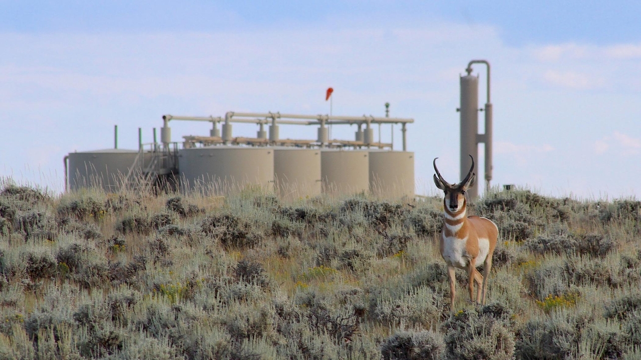 Wyoming's 'Path of the Pronghorn' is a signature away from protections sought for a quarter century