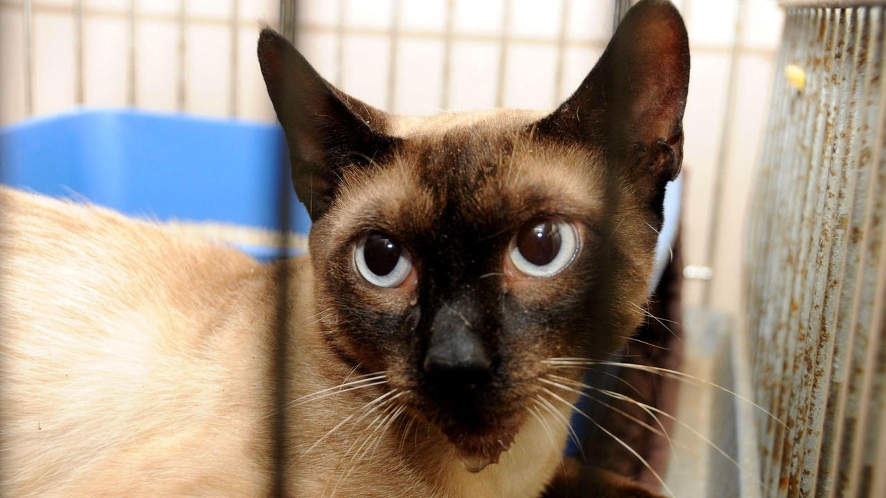 Officials remove 17 feral cats from Babylon home - Newsday