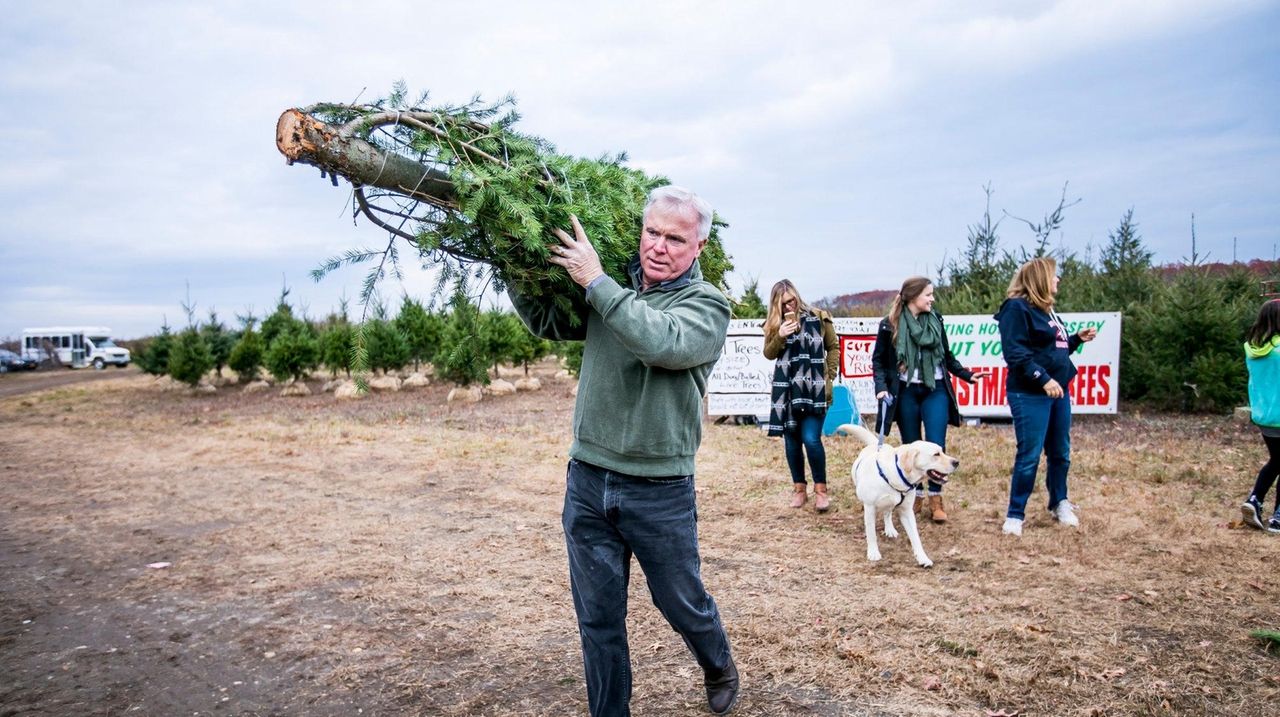 Where to cut your own Christmas tree on Long Island Newsday