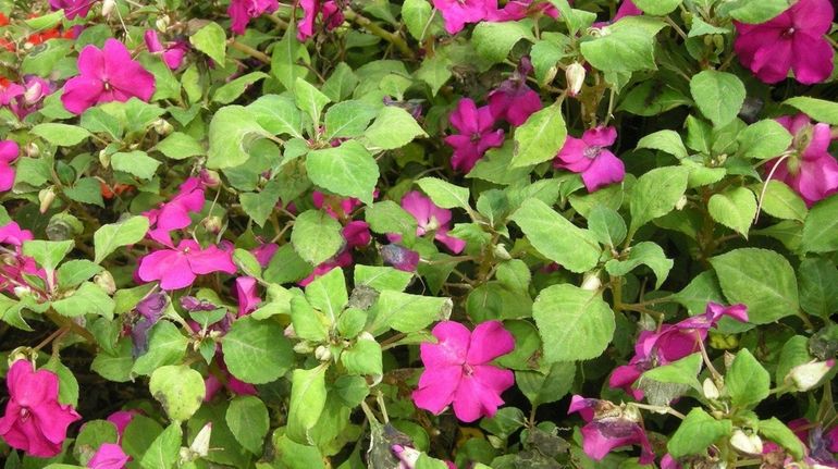 Impatiens plants infected with downy mildew on the underside of...