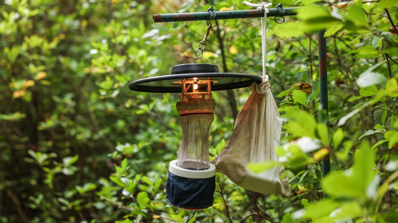 Suffolk's mosquito hunters using traps, samples to monitor for diseases ...
