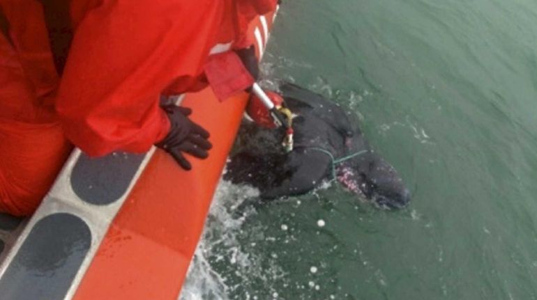 Coast Guard Station Montauk crew members assisted in untangling a...