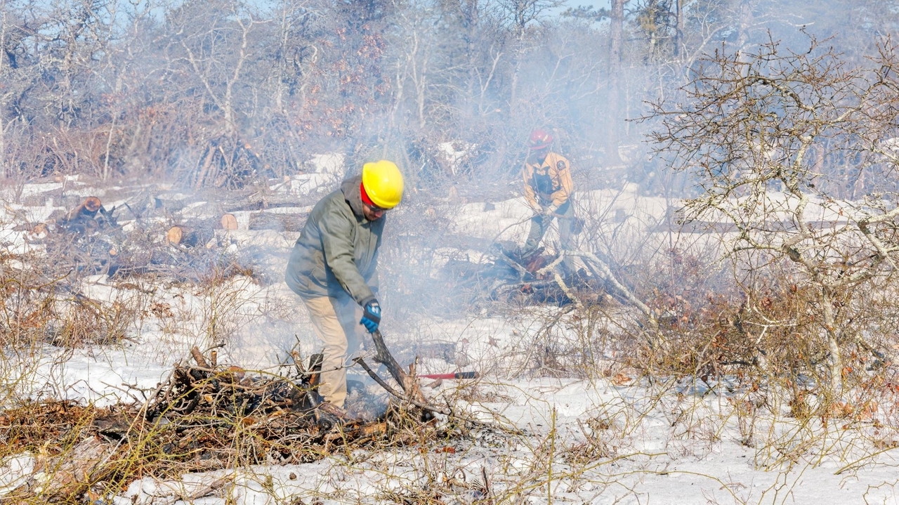 Trees killed by beetle are set ablaze at East End park