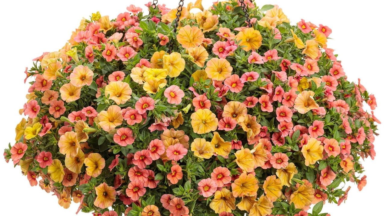 The best way to eliminate weeds between bricks and pavers and keep