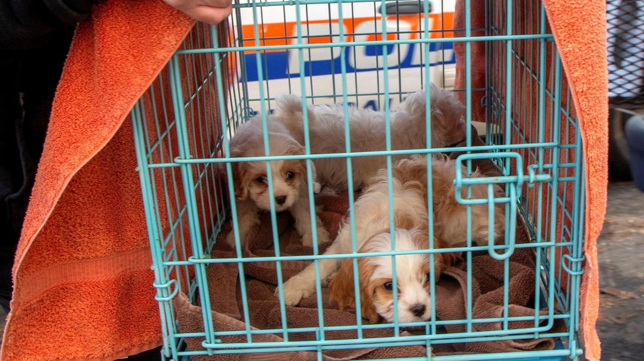 Riverhead mulls ban on sales of commercially bred dogs cats