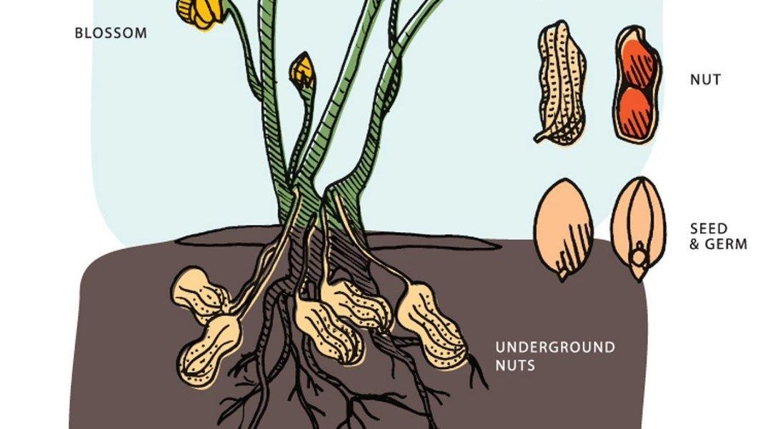 how do peanuts grow