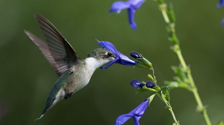 A hummingbird feeds at Paul Adams' sanctuary in Baiting Hollow...