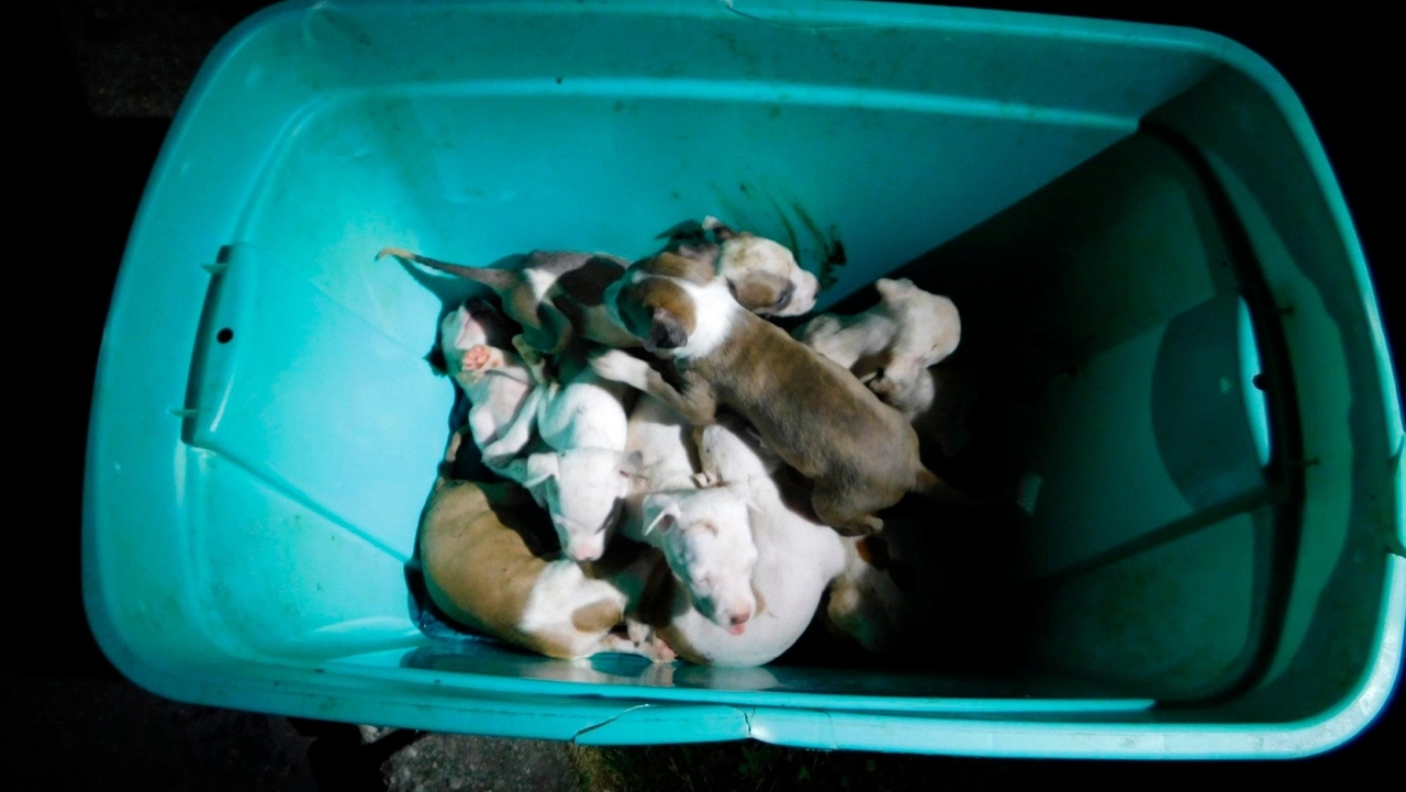 2-year-old child, 19 pit bull puppies discovered in vehicle in Wyandanch; 2 men charged, police say - Vimarsana News