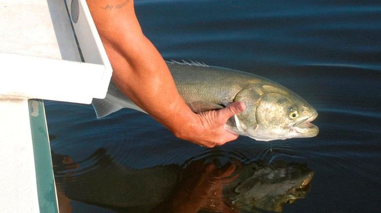 A bluefish is released back into Long Island waters in...