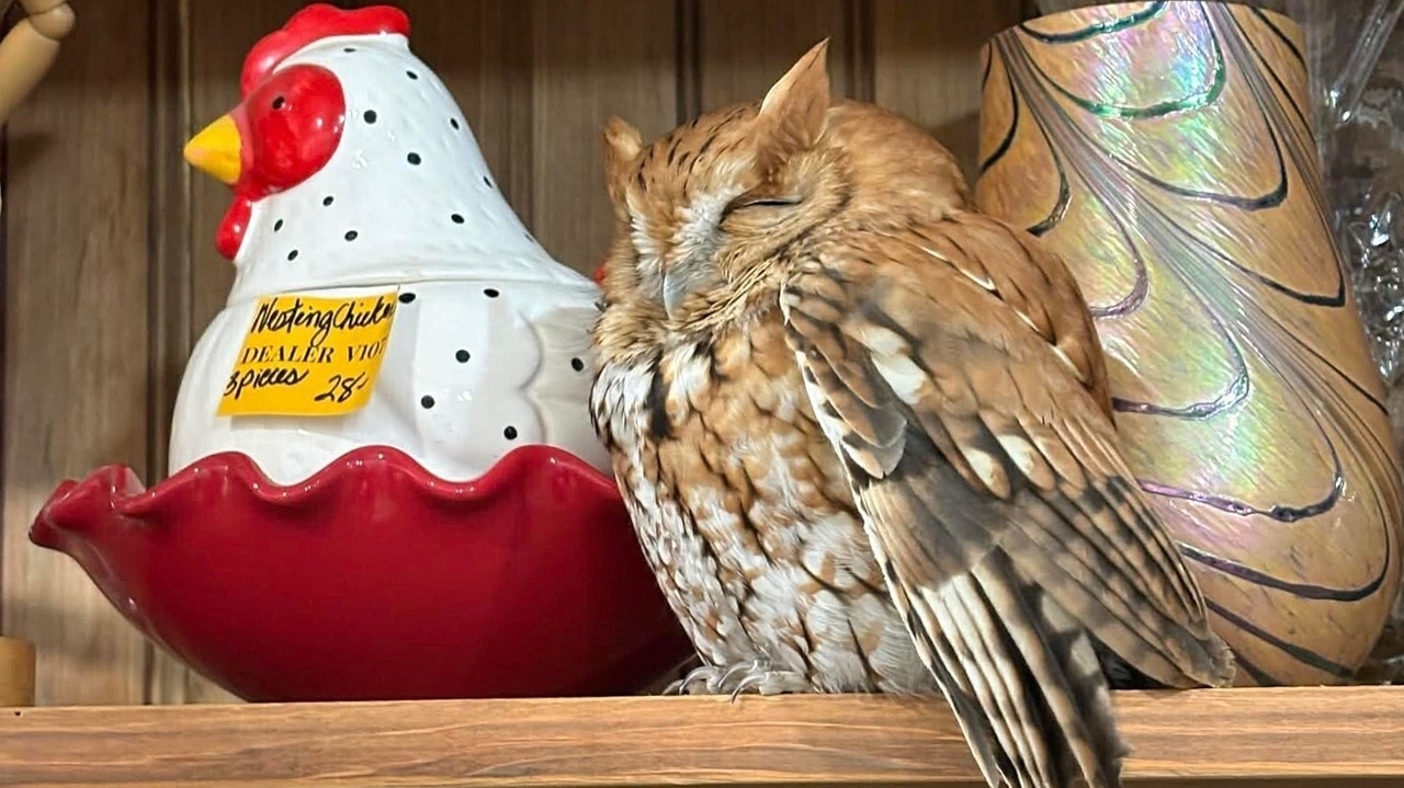 Sleepy owl found resting among items on a New York antique store shelf