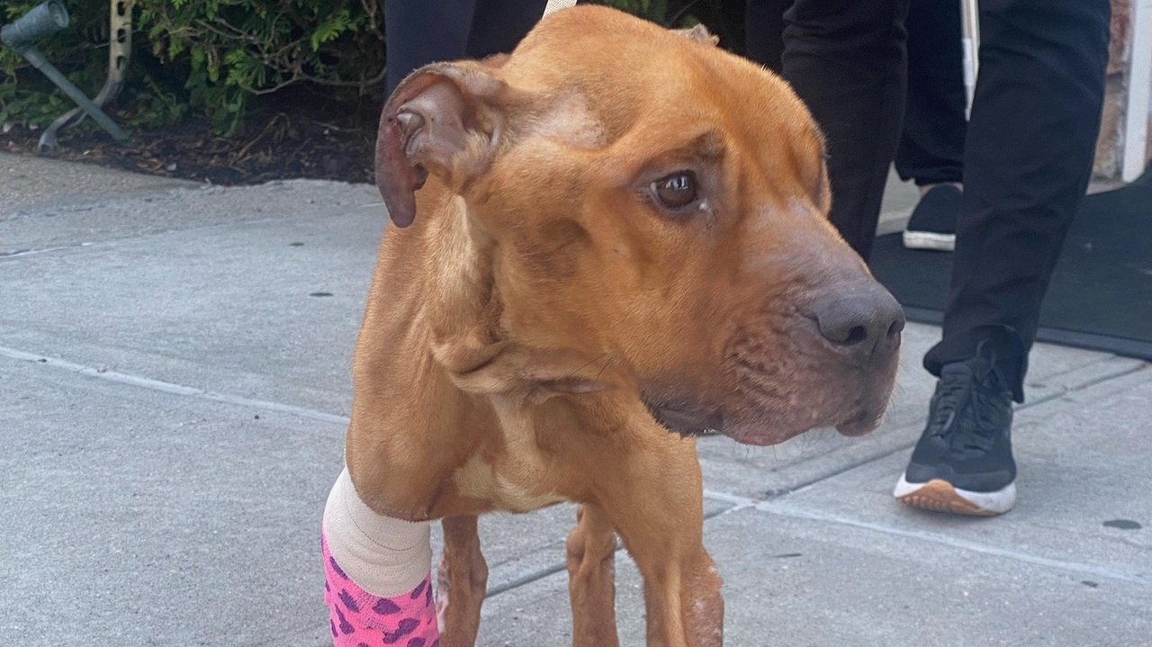 Nassau SPCA seeks tips after severely neglected dog left at shelter ...