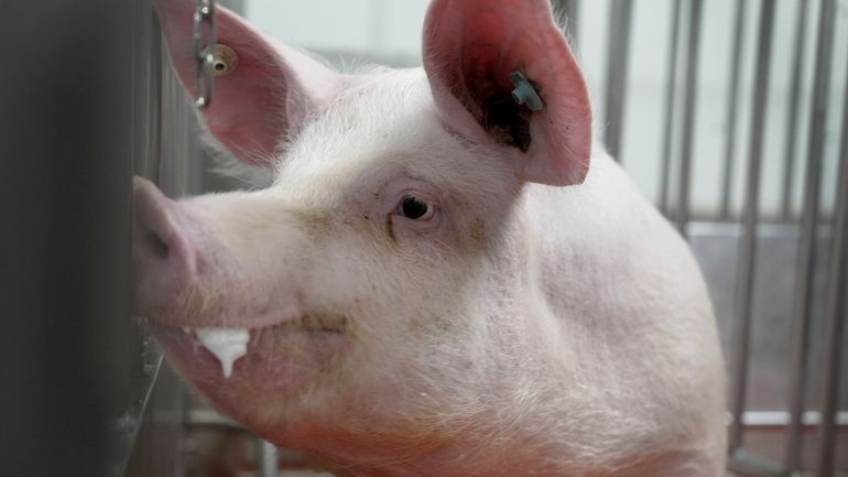 A pig stands in a pen at the Revivicor research...