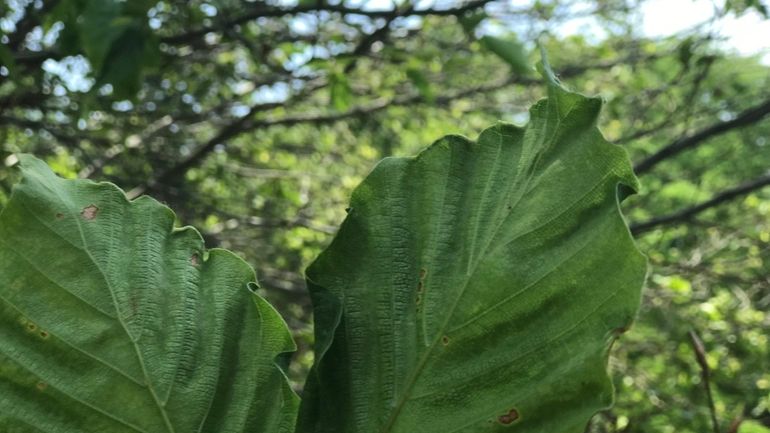 Beech trees at Oyster Bay's historic Planting Fields Arboretum are...