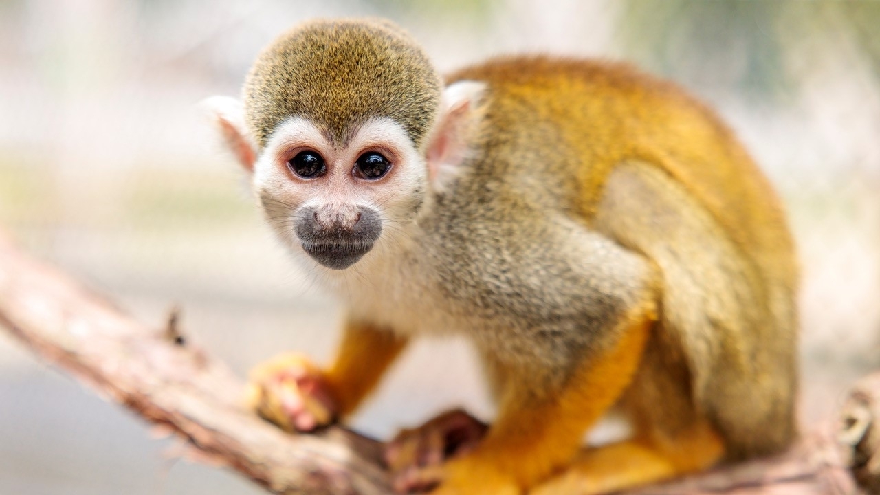 Long Island Game Farm in Manorville adds new squirrel monkey enclosure ...