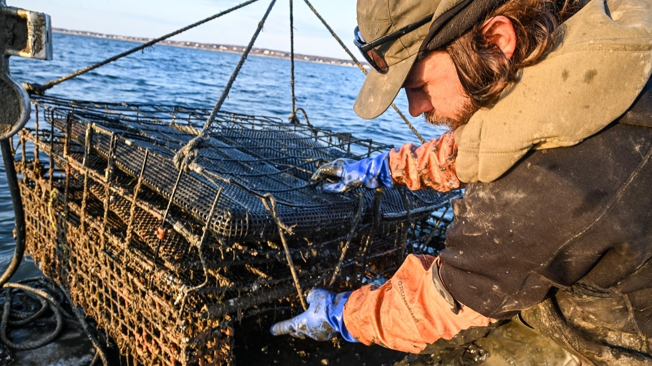 Harsh winter destroys LI farmers' oyster crops, causing loss of revenue and gear