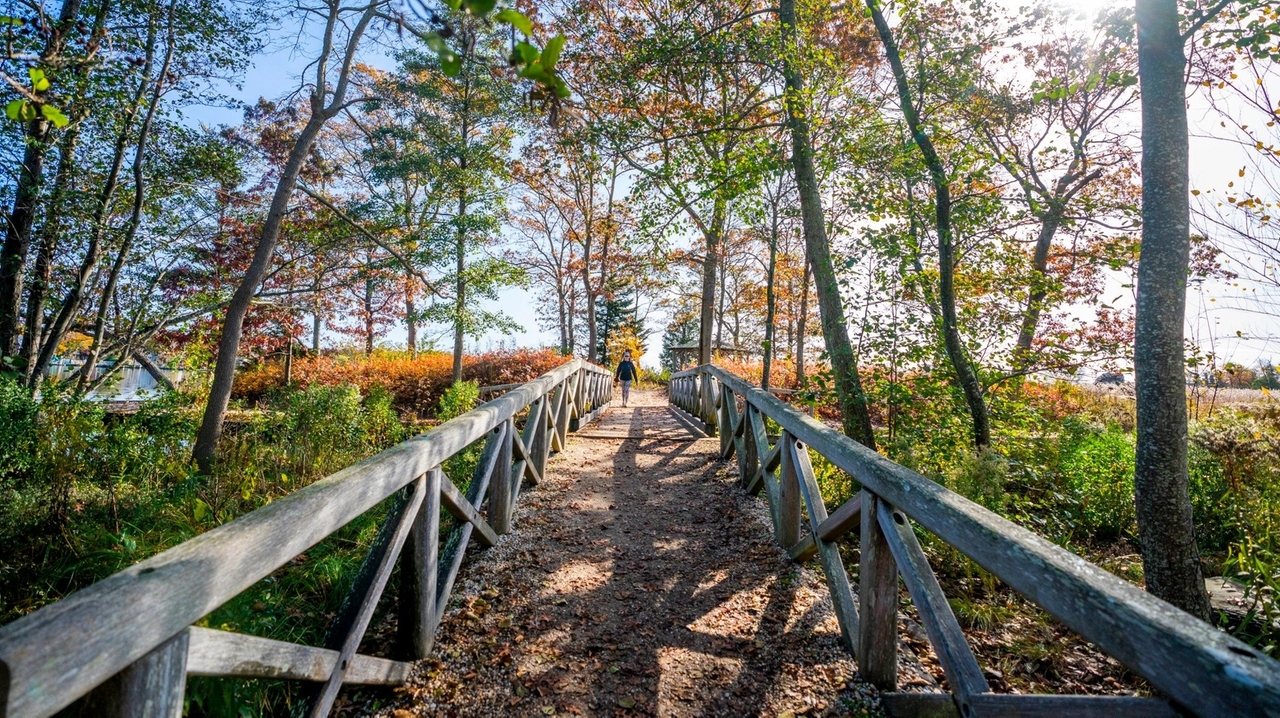 Veterans Day weekend weather could be perfect for seeing Long Island ...