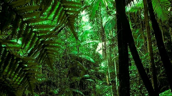 Mushrooms may hold the secret to solving the climate crisis - Vimarsana News