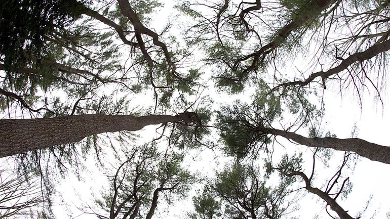 Trees at the Clark Botanic Garden in Albertson.