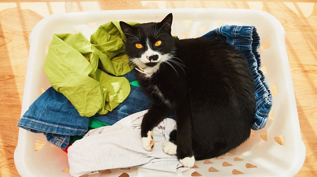 When the cat dirties the laundry Newsday
