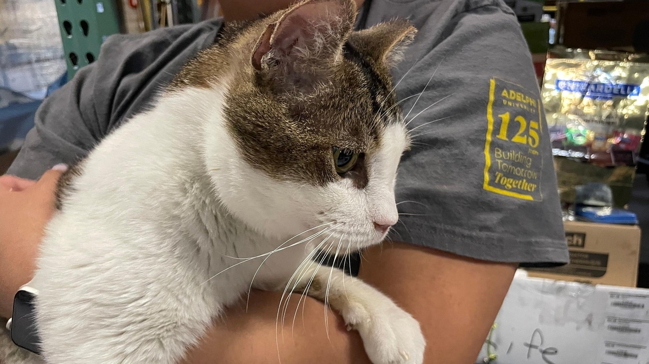 Happy Cat nonprofit sues daughter of founder over sanctuary property ...