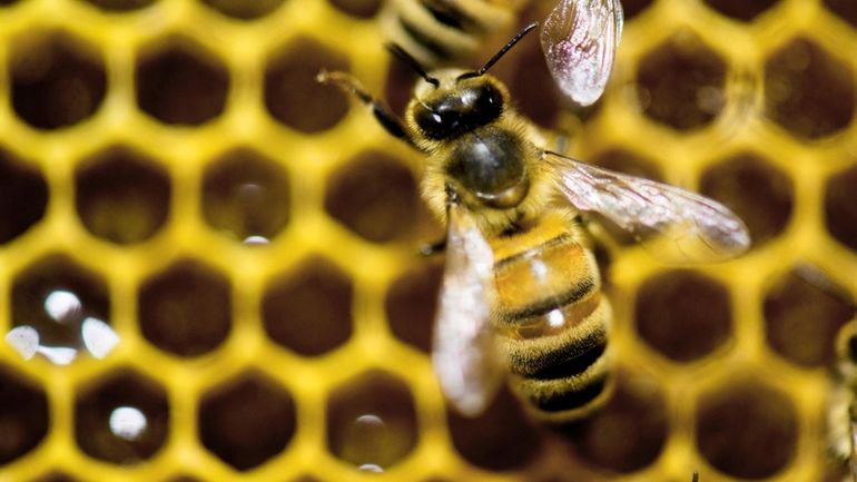 A hive of honeybees sits on display at the Vermont...