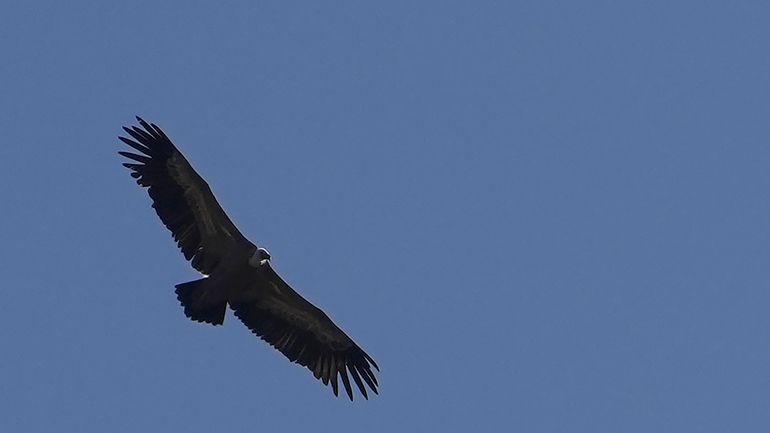 A Griffon vulture with a tracking device flies near the...