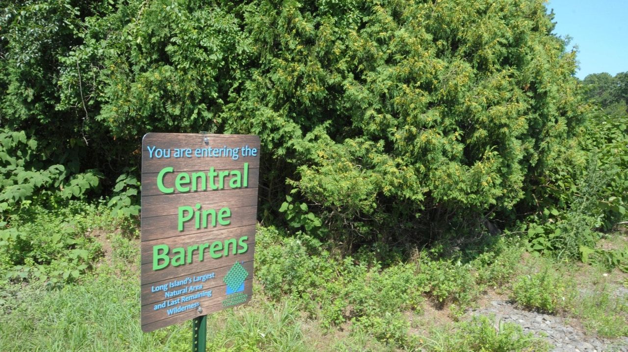 Long Island's pine barrens: a treasure worth protecting - Newsday