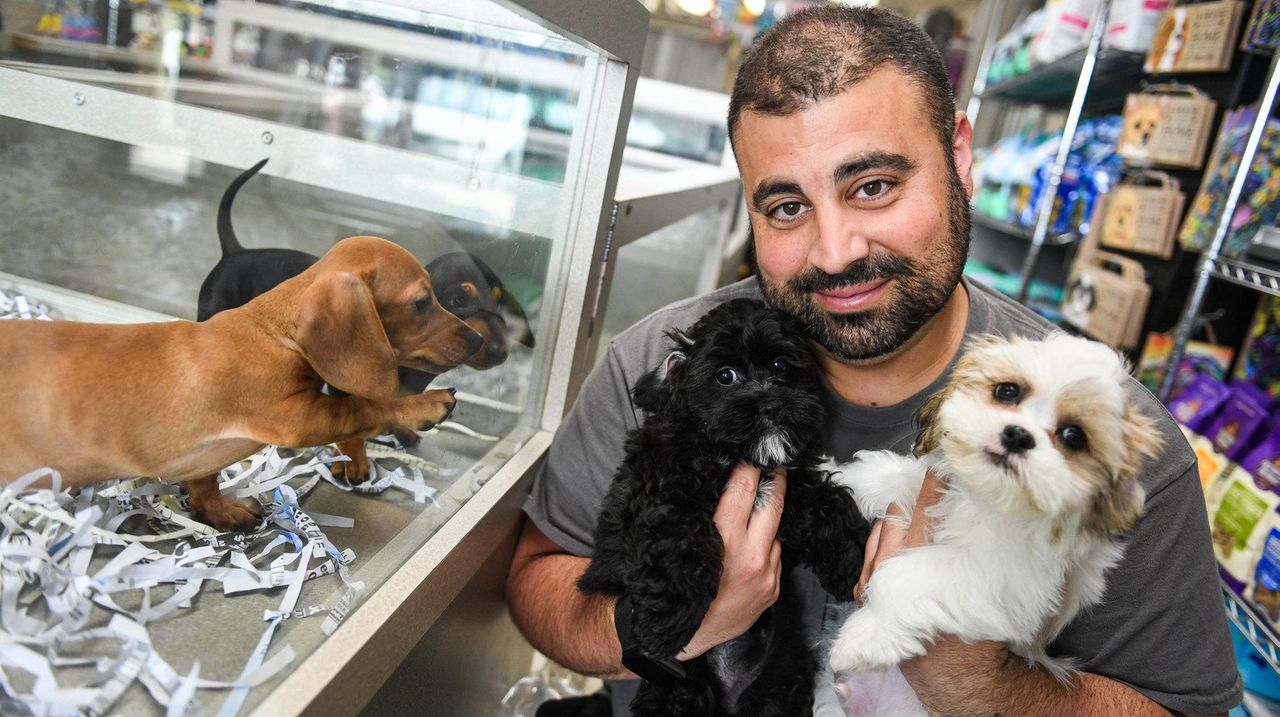 New York bans pet stores from selling cats, dogs, rabbits