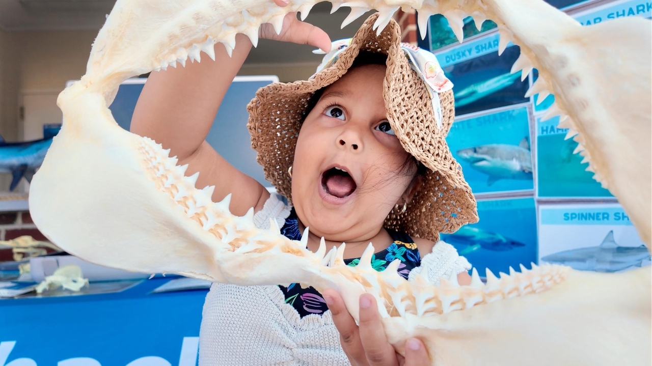 'Shark Shack' event brings jaws to the shore at Robert Moses State Park