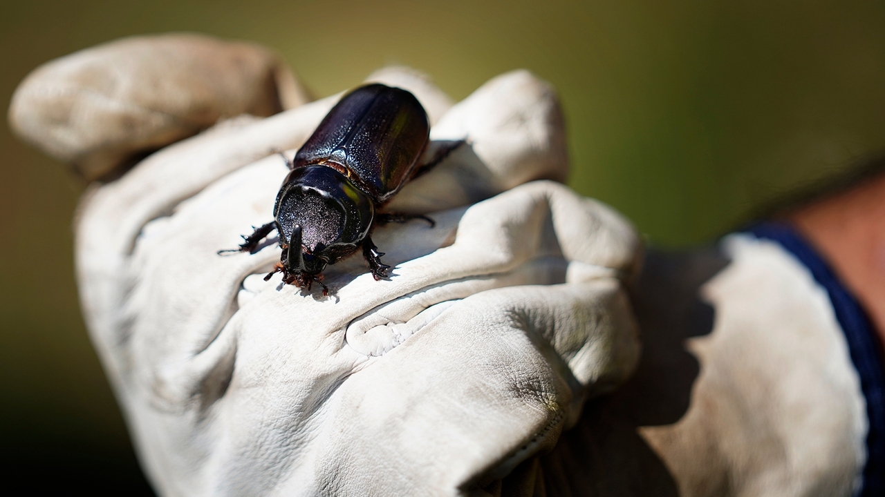 Palm-Killing Beetle Found On Molokaʻi For First Time, Rediscovered On ...