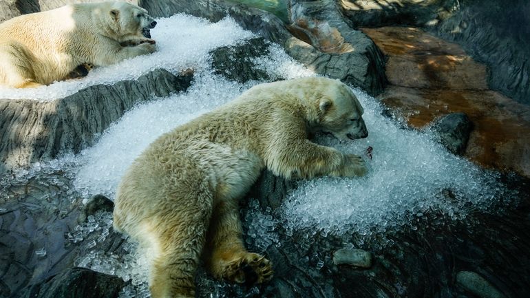 Polar bears cool down in ice that was brought to...