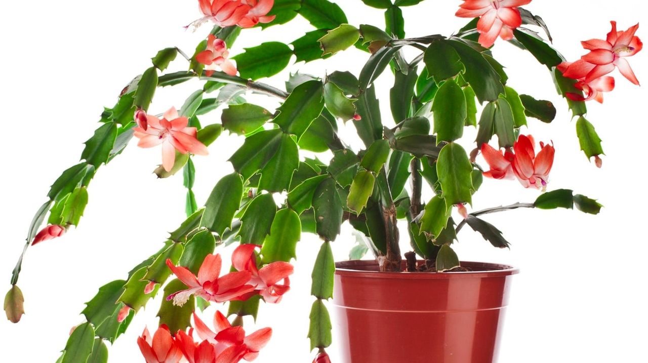 Caring for Christmas cactus, poinsettias, and overwintering calla