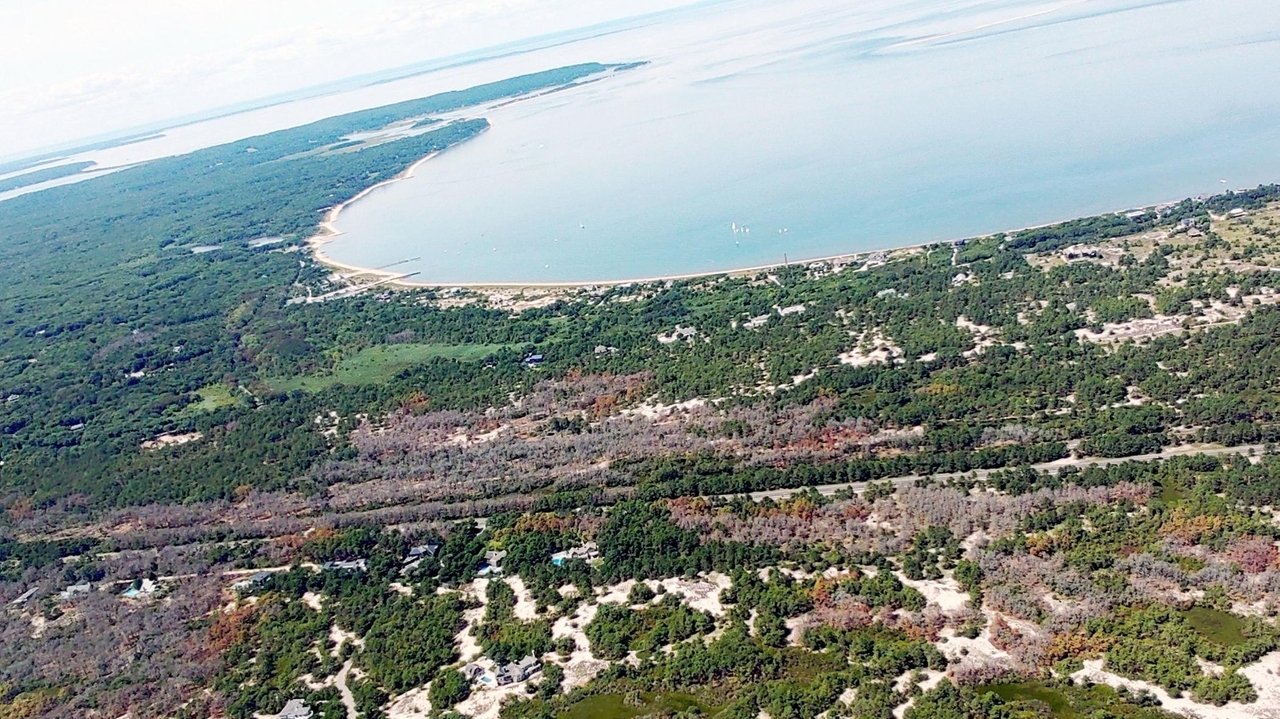 The plan to stop sprinkle-size beetles devastating LI pines