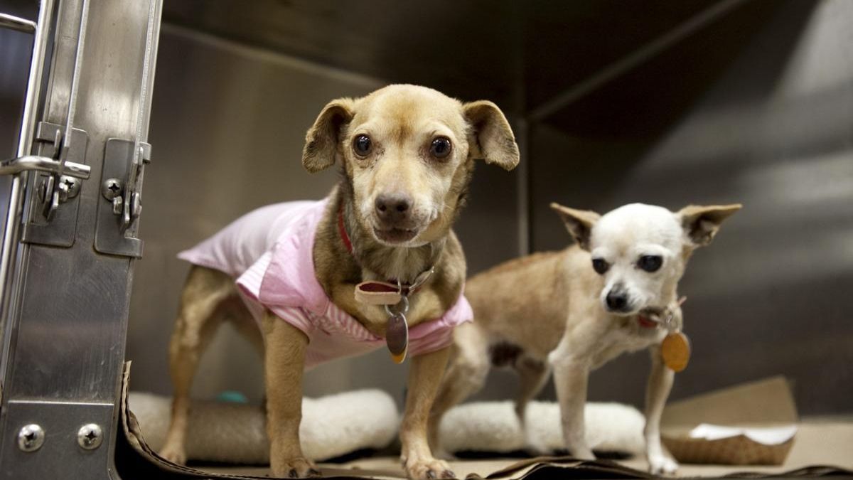 North Shore Animal League gets "highly adoptable" dogs Newsday
