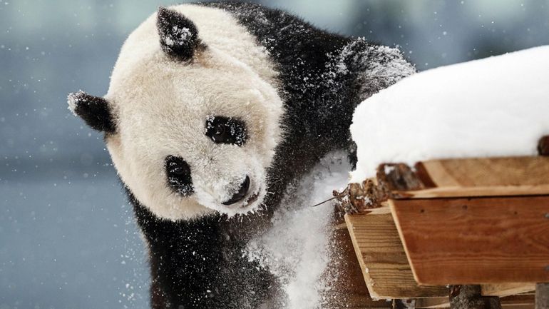 Female panda Jin Bao Bao, named Lumi in Finnish, plays...