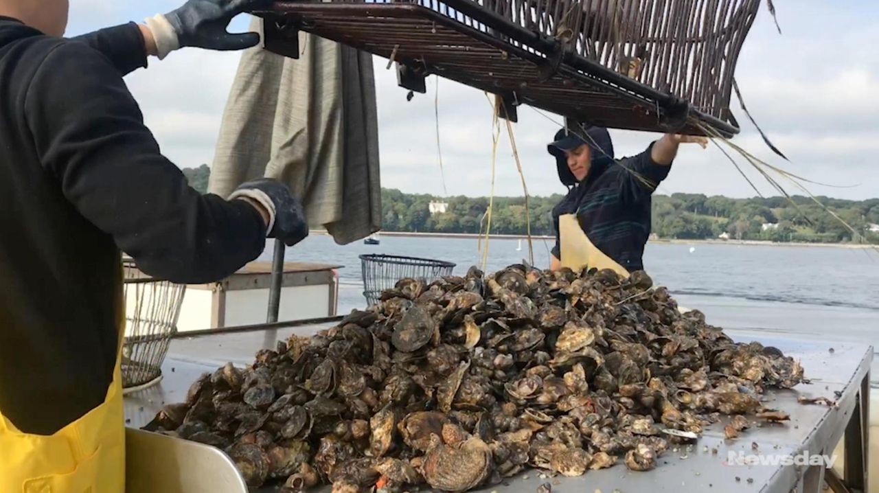 See how oysters are harvested from Long Island Sound Newsday