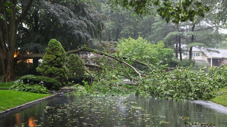 A downed tree blocks Fir Drive in East Hills. (July...