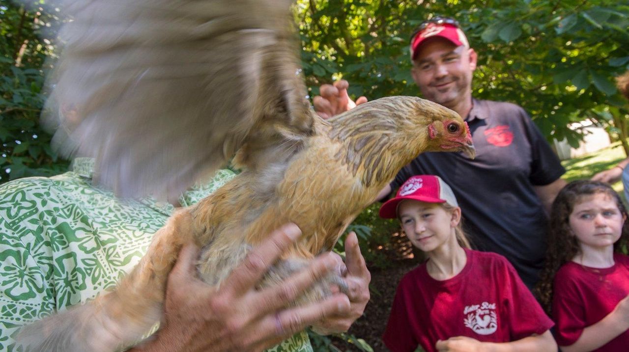 RentaChicken provides backyard birds to Long Islanders Newsday