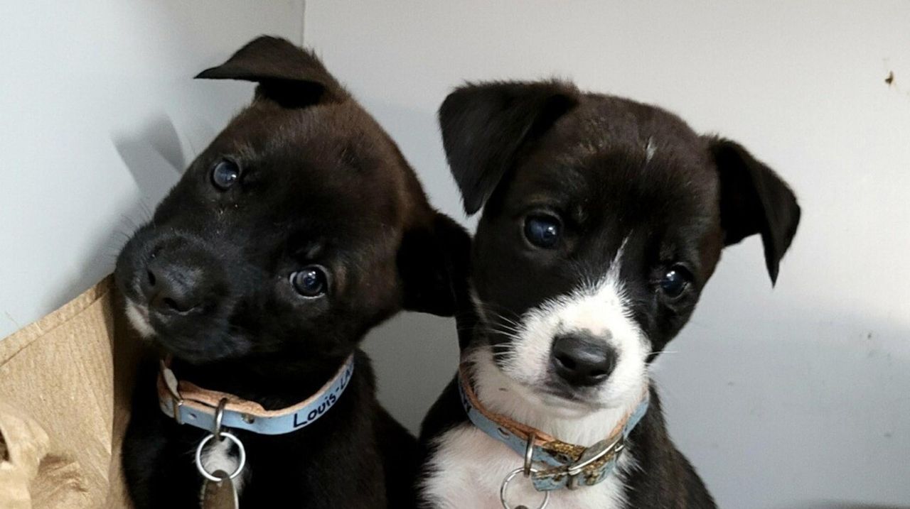 Port Washington Shelter The Next Stop For Dogs Rescued From Gulf Region   1280