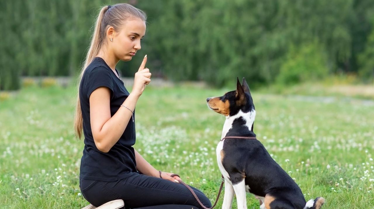 How to deal with young, energetic dog who's being a pest Newsday